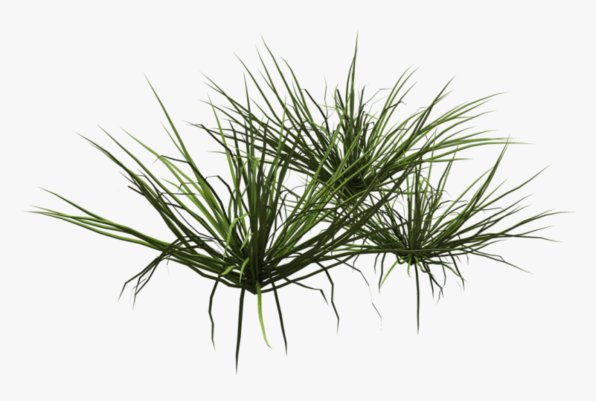 Grass, HD Png Download, Free Download