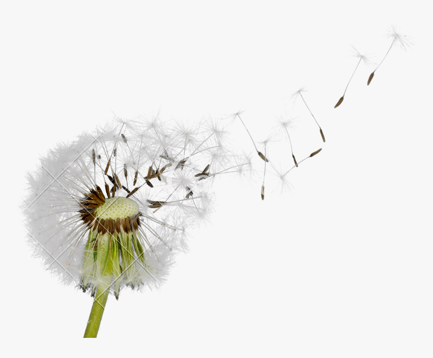 Dandelion Transparent Blown - Dandelion Blowing In The Wind Png, Png Download, Free Download