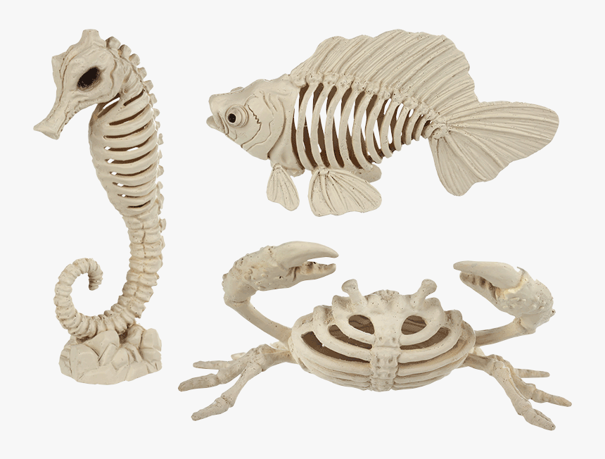 Halloween Sea Life Skeleton, HD Png Download, Free Download