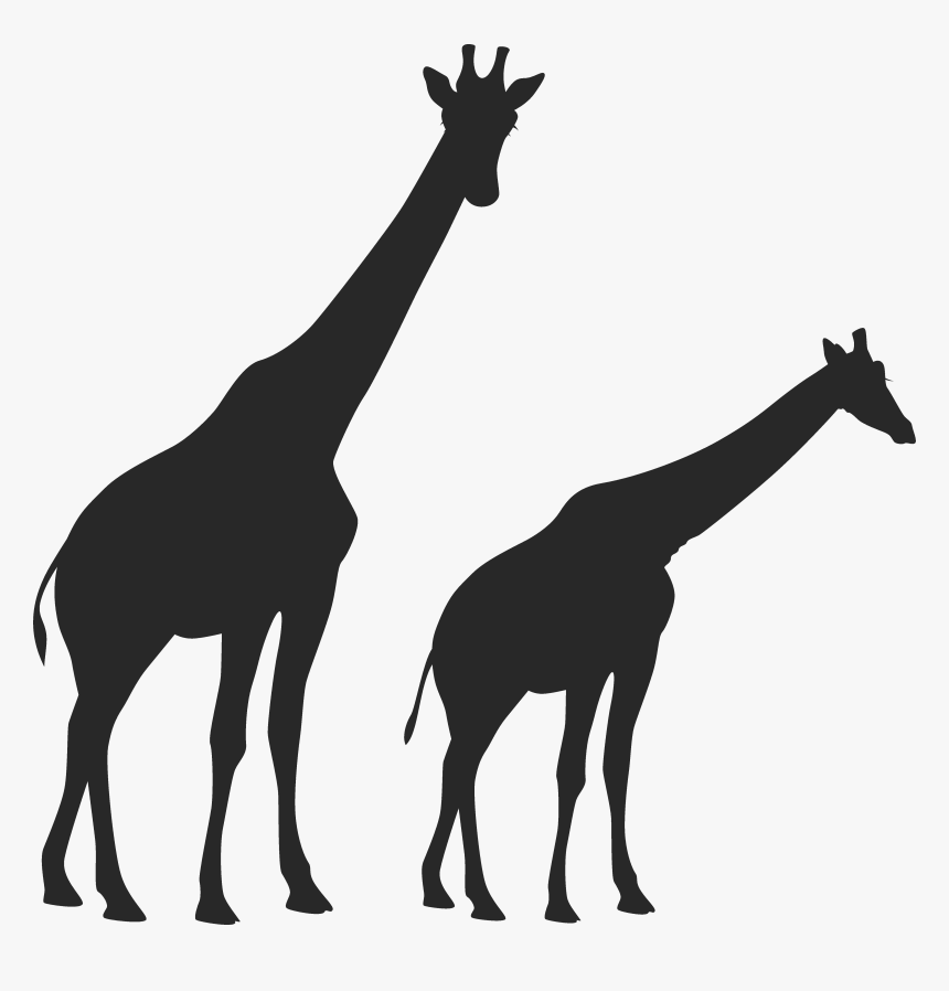 Image Freeuse Huge Freebie Download For - Two Giraffe Picture Black And White, HD Png Download, Free Download