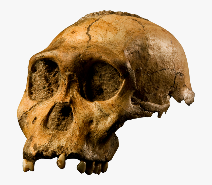 Questions About Darwinism And Cultural Touchstones - Hominin Fossil South Africa, HD Png Download, Free Download