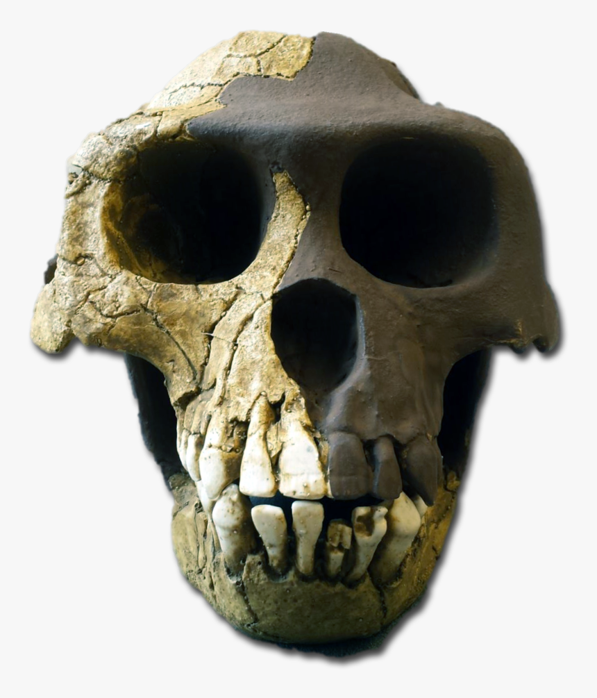 Ardipithecus Ramidus Skull White Background, HD Png Download, Free Download