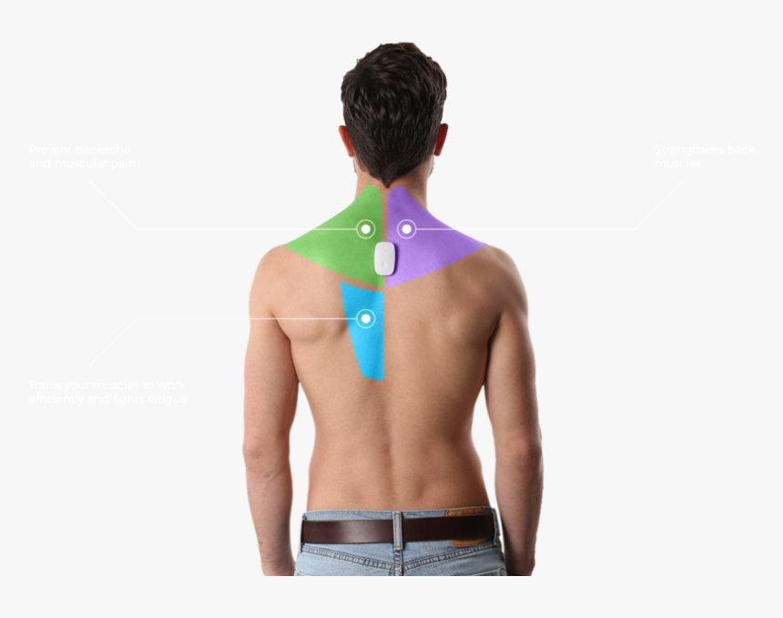 Upright Trainer, HD Png Download, Free Download