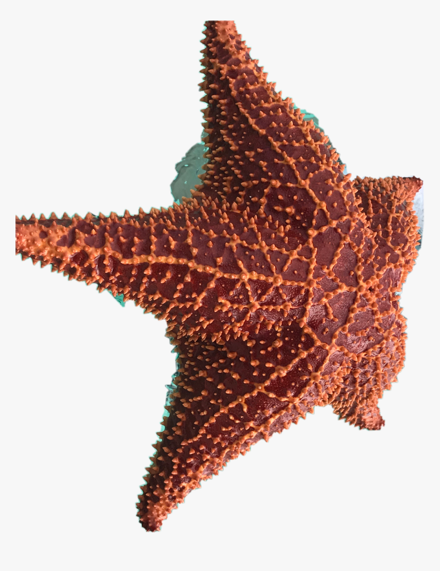 #sea #ocean #seastar #freetoedit - Starfish, HD Png Download, Free Download