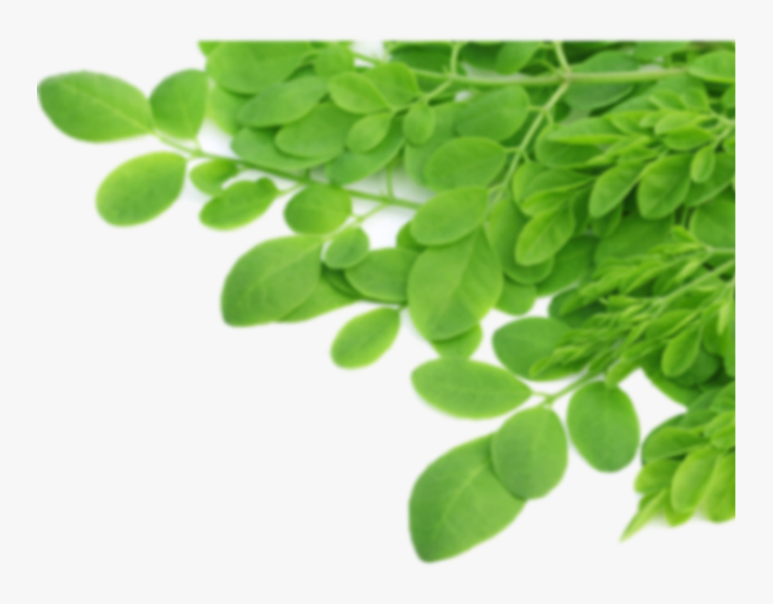 Thumb Image - Transparent Background Moringa Leaves Png, Png Download, Free Download