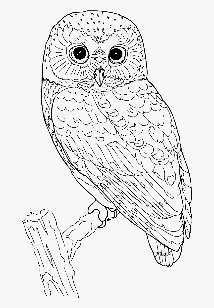 Australian Drawing Barn Owl - Owl Black And White Png, Transparent Png, Free Download