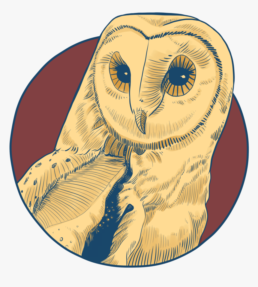 Barn Owl , Png Download - Loimaan Ammatti Ja Aikuisopisto, Transparent Png, Free Download