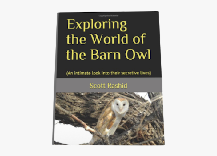 Barn Owl, HD Png Download, Free Download