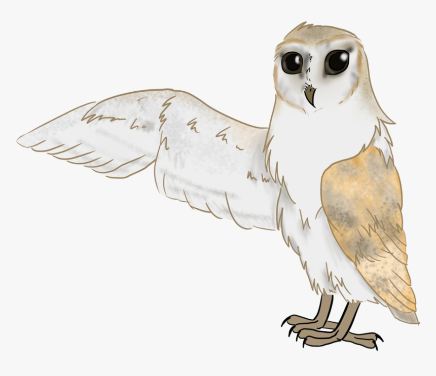 Australian Drawing Barn Owl - Snowy Owl, HD Png Download, Free Download