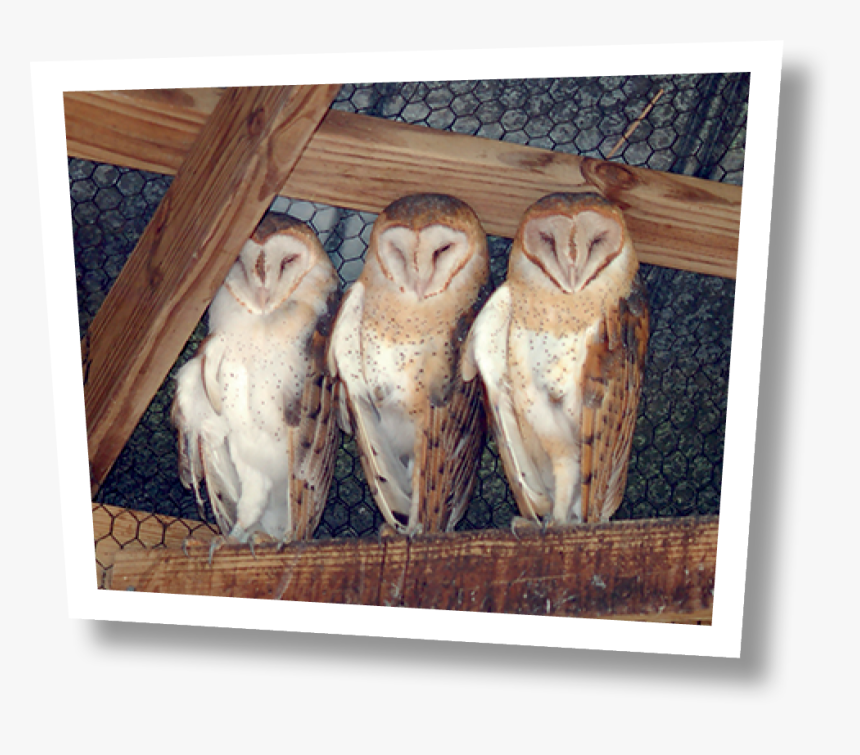 Barn Owl, HD Png Download, Free Download