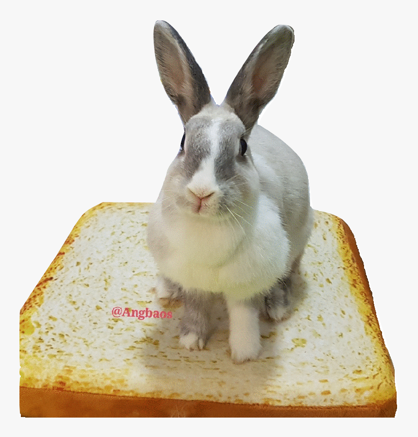 Domestic Rabbit, HD Png Download, Free Download