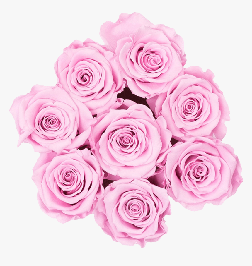 Bridal Pink - Floribunda, HD Png Download, Free Download