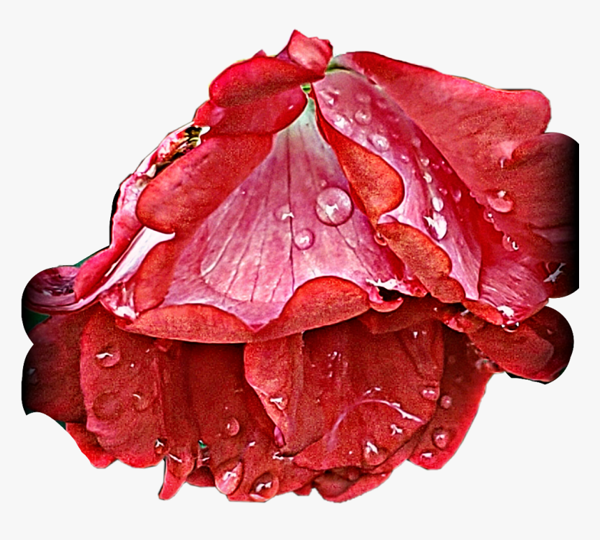 #red #rose #flower #water #drops #pretty - Flower Water Drops Png, Transparent Png, Free Download