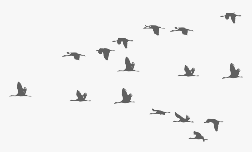 #bird #birds #fly #flying #sky #ftestickers - Flying Crane Bird Silhouette, HD Png Download, Free Download