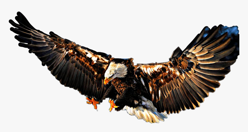 #landing #eagle #baldeagle #bird #fly #beautiful - High Resolution Birds Flying, HD Png Download, Free Download