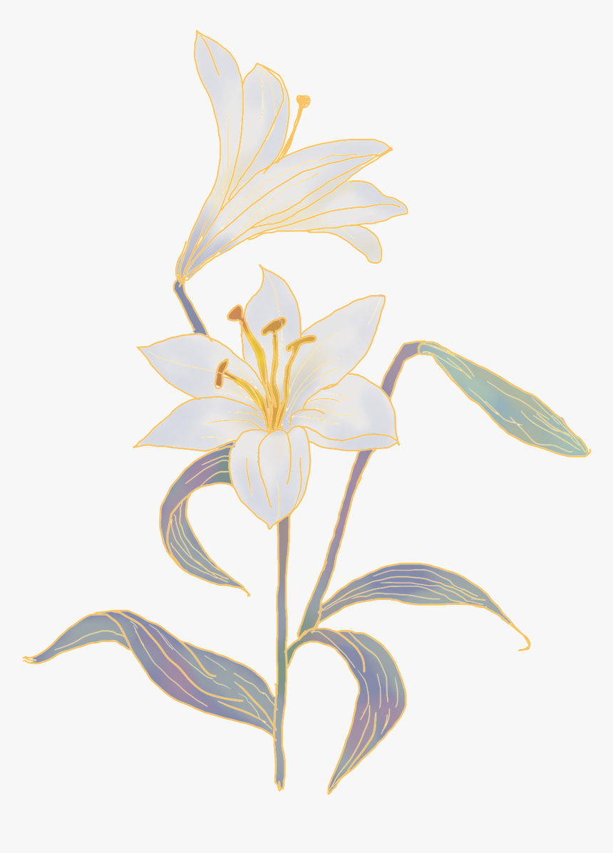 Lily Flowers Png, Transparent Png, Free Download
