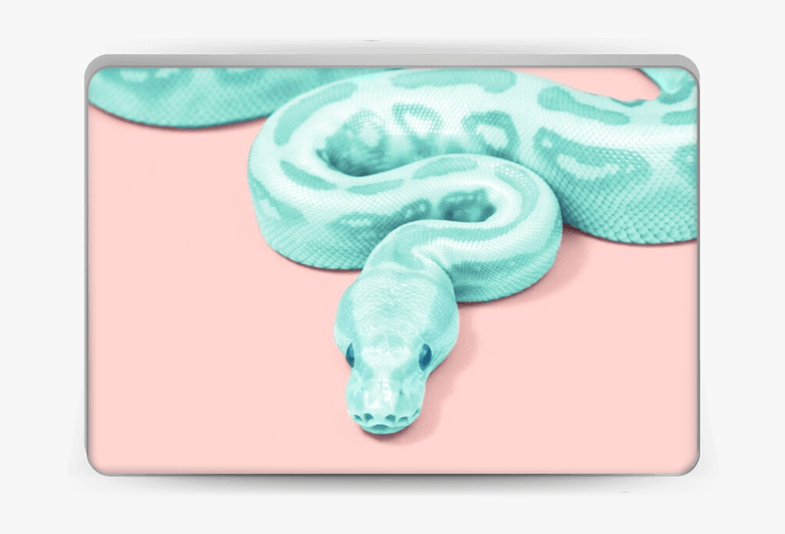 Green Snake Skin Laptop - Paul Fuentes Snake, HD Png Download, Free Download