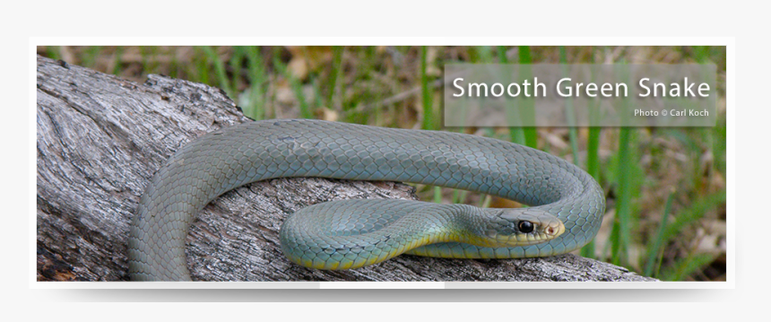 Smooth Earth Snake, HD Png Download, Free Download