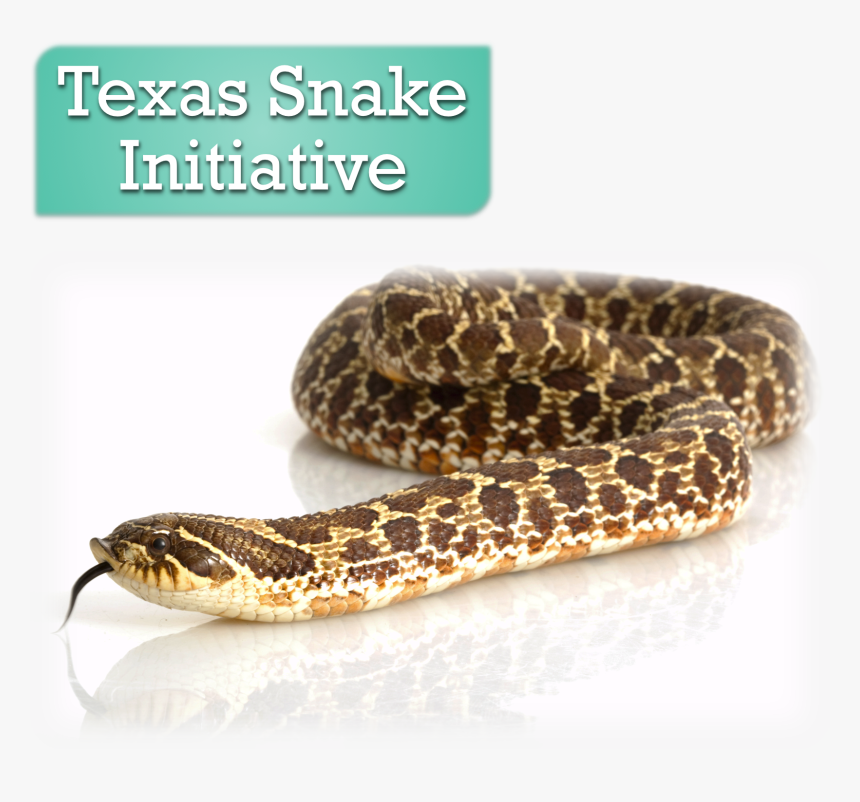 Western Hognose Snake , Png Download, Transparent Png, Free Download