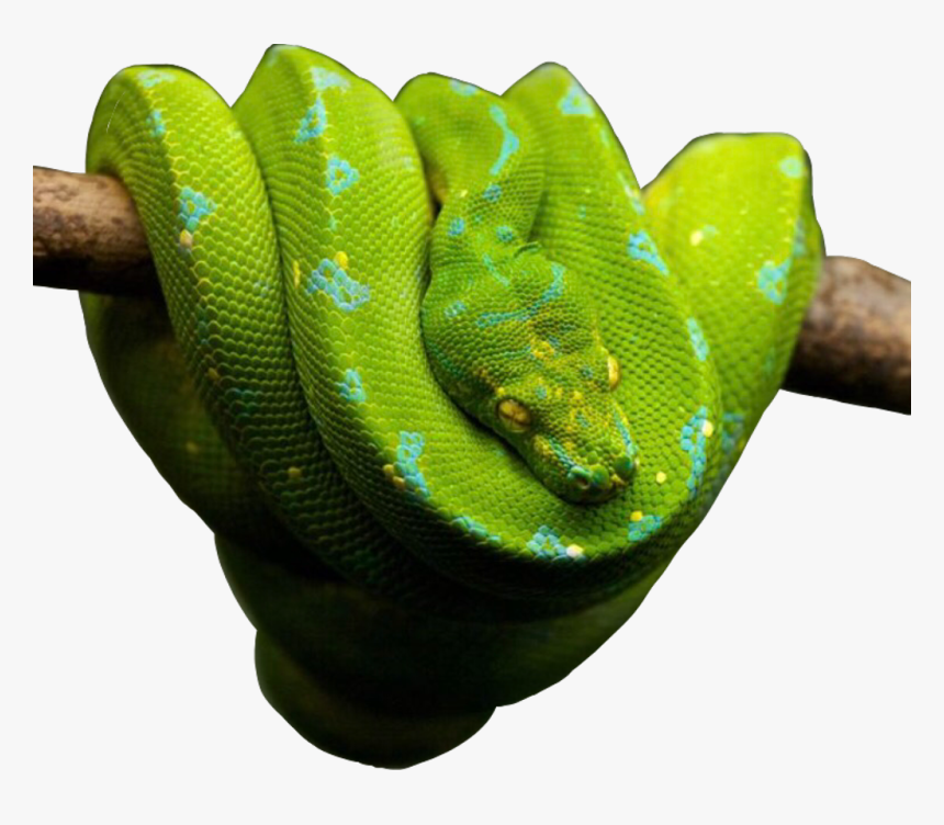 Snake Snakes Snakeu Reptiles Reptile Green Freetoedit - Love Snakes, HD Png Download, Free Download