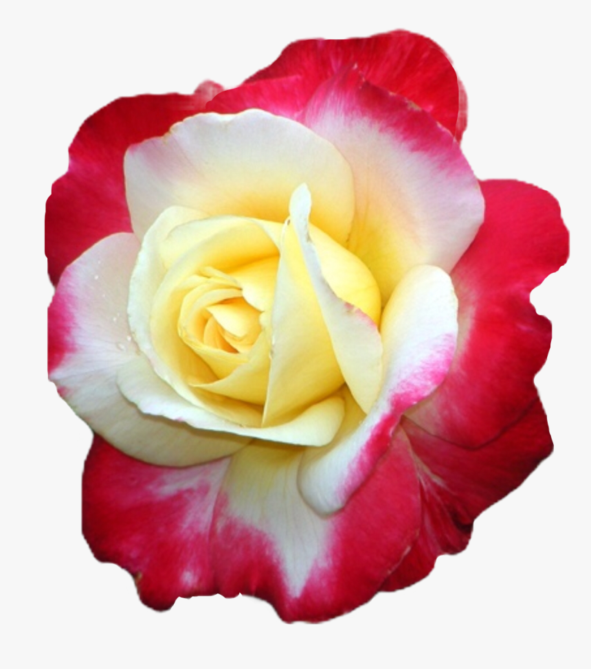 #rose #flowers #rosa #blumen #gulab #beautiful #hermosa, HD Png Download, Free Download