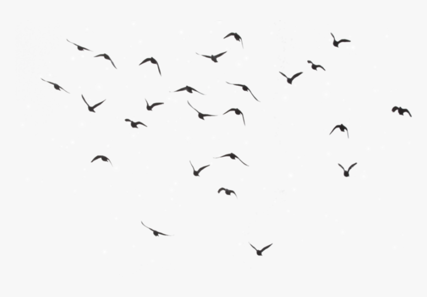 Aesthetic Clipart Bird Picture Download Birds Flying - Birds Flying In Sky Drawing, HD Png Download, Free Download