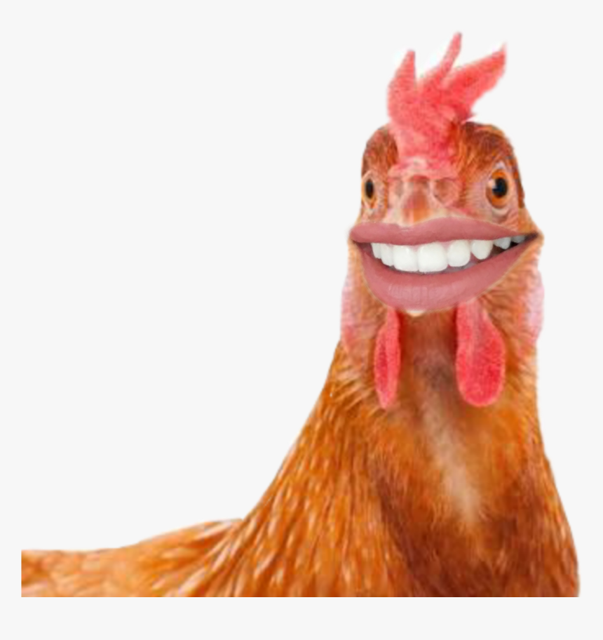 #chicken #rooster #roosterteeth - Hd Chicken, HD Png Download, Free Download