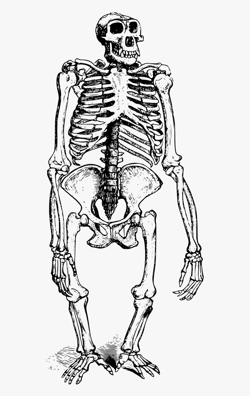 Ape Skeleton Png, Transparent Png, Free Download