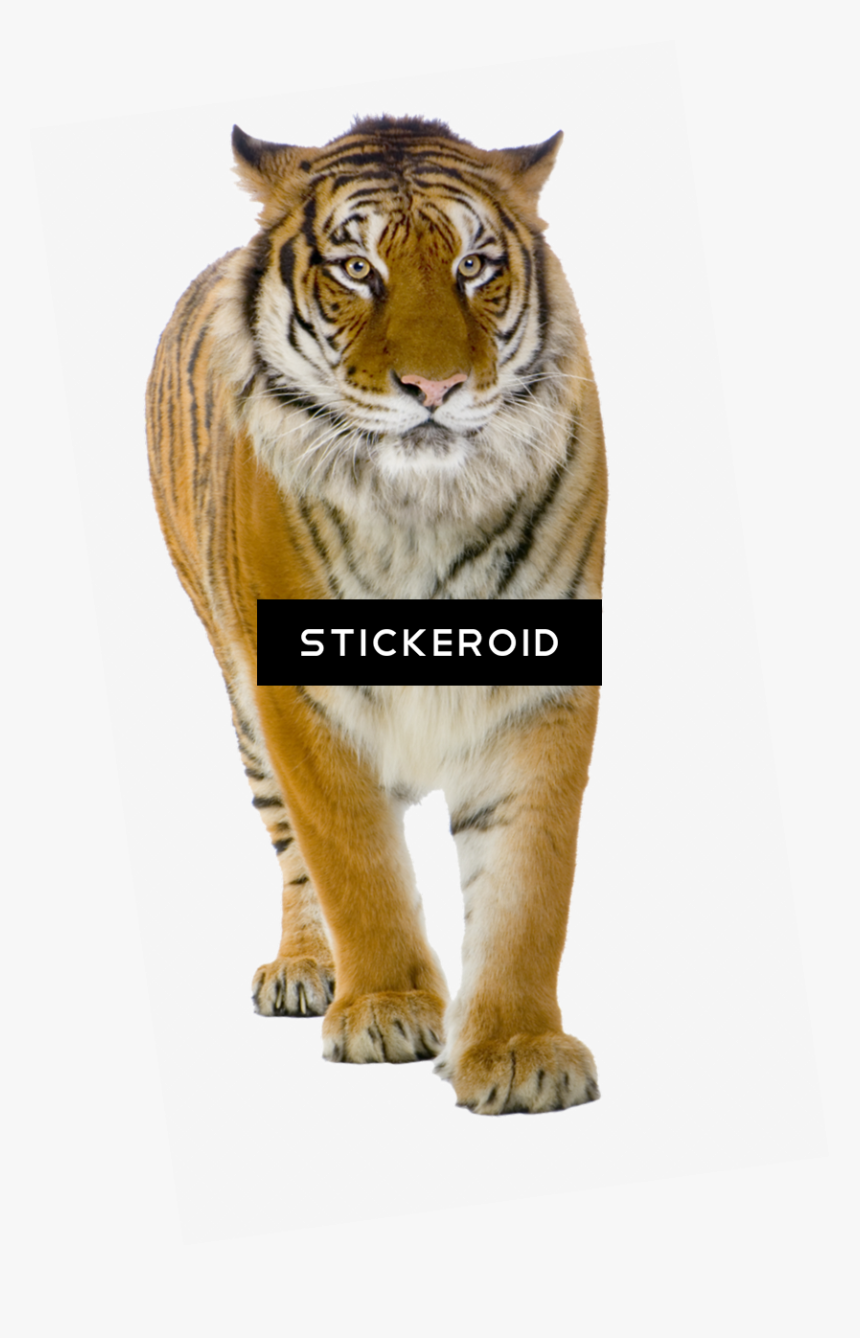 Tiger Front View , Png Download - Transparent Background Tiger Png, Png Download, Free Download