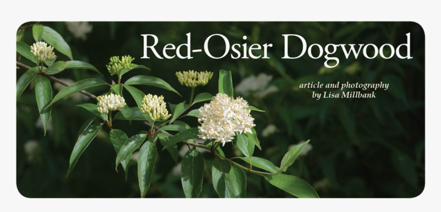 Rodtitle - Red Osier Dogwood Oregon, HD Png Download, Free Download