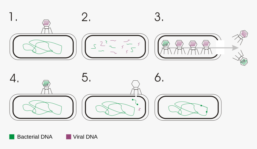 Virus2 - Transduction Genetics, HD Png Download, Free Download