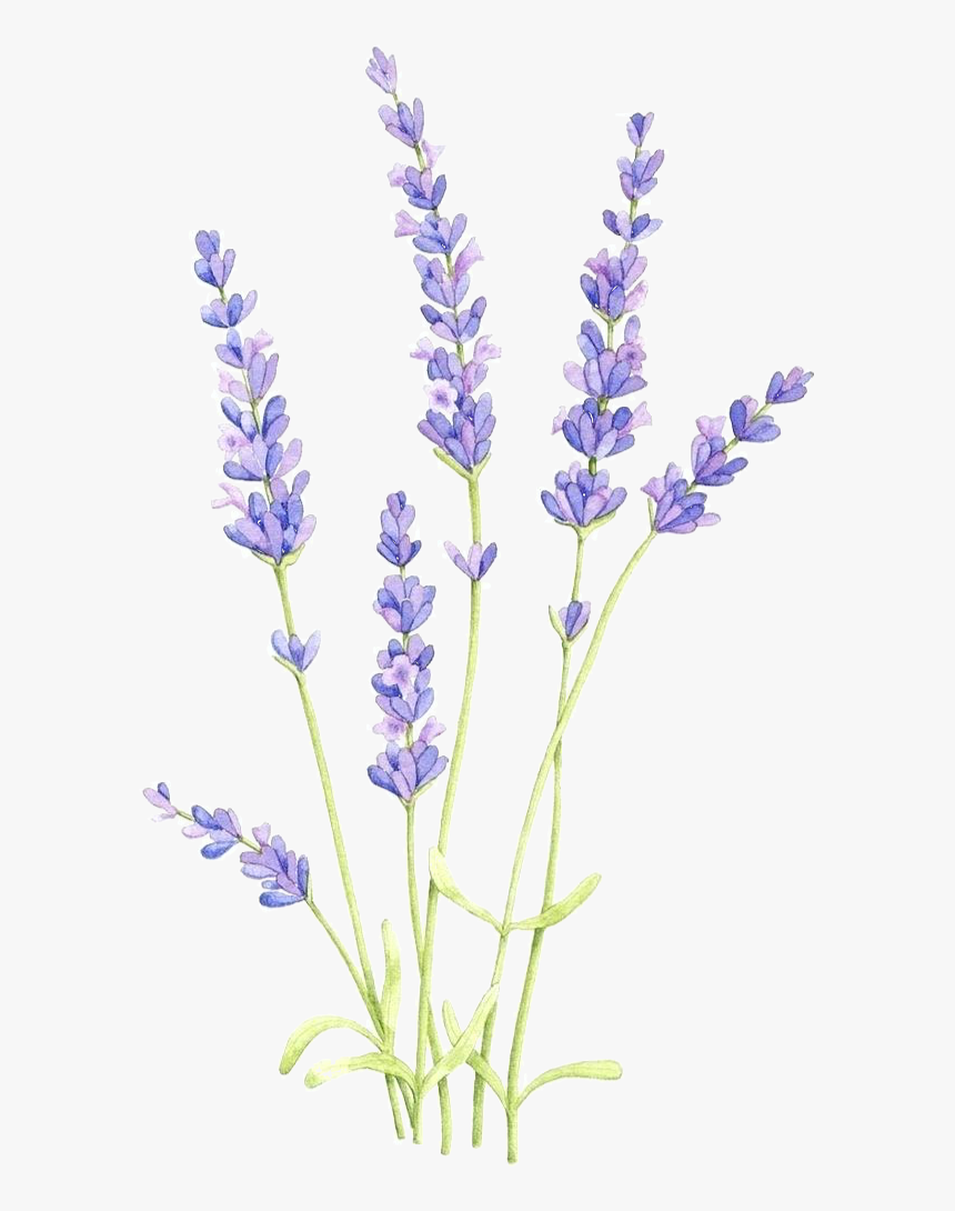 Lavender Drawing Png, Transparent Png, Free Download