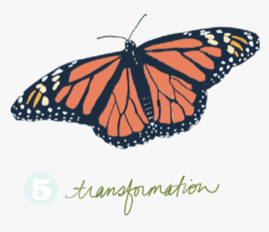 The Process-5 - Monarch Butterfly, HD Png Download, Free Download