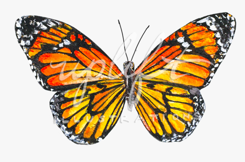 Monarch - Monarch Butterfly, HD Png Download, Free Download