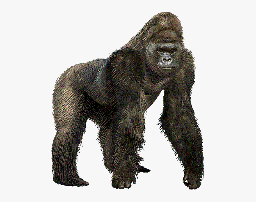 Transparent King Kong Clipart - Gorilla Clipart, HD Png Download, Free Download
