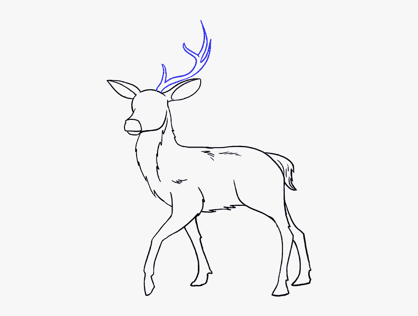 How To Draw Deer - Drawing Of Animals Deer, HD Png Download, Free Download