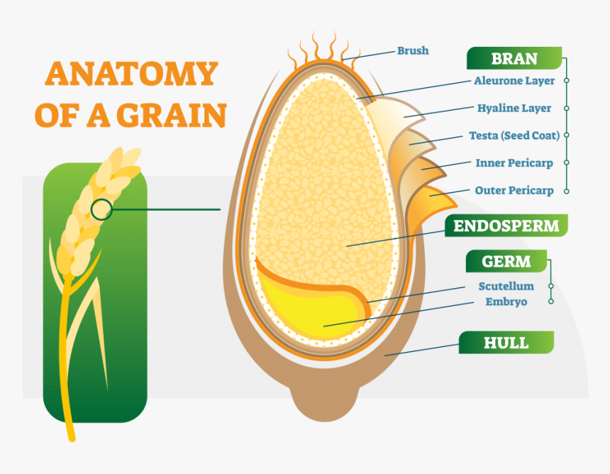Anatomy Of A Grain Grains In Weight Loss - Whole Grain Anatomy, HD Png Download, Free Download