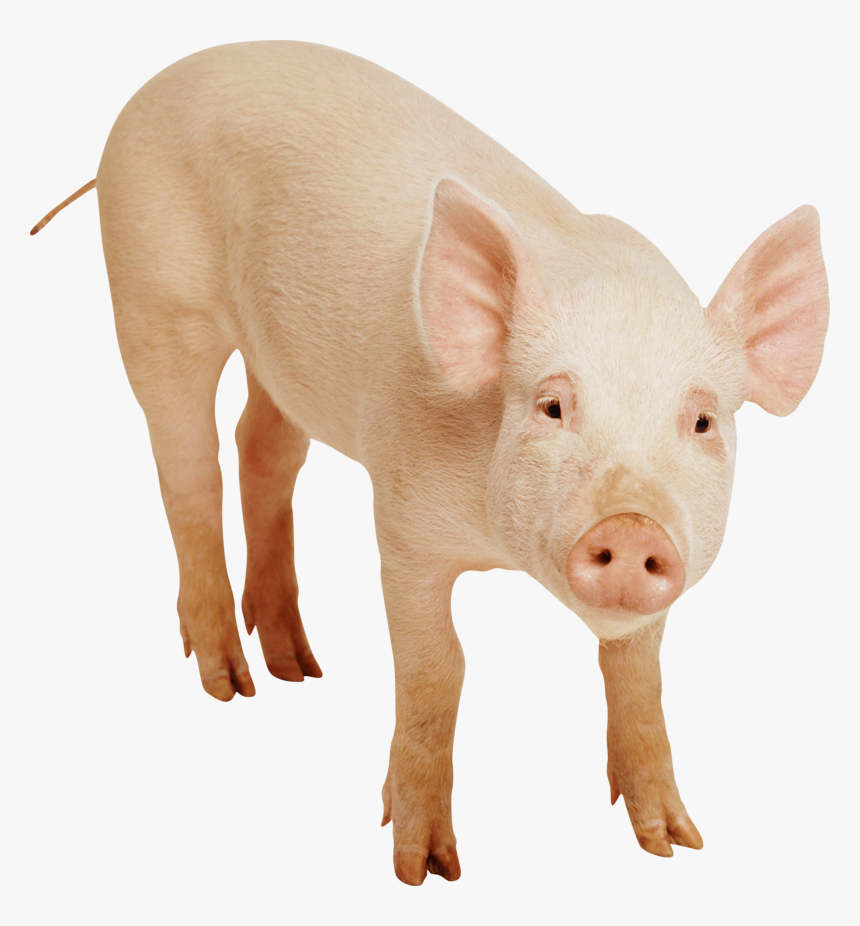 Pig Png Image - Pig Images Download, Transparent Png, Free Download