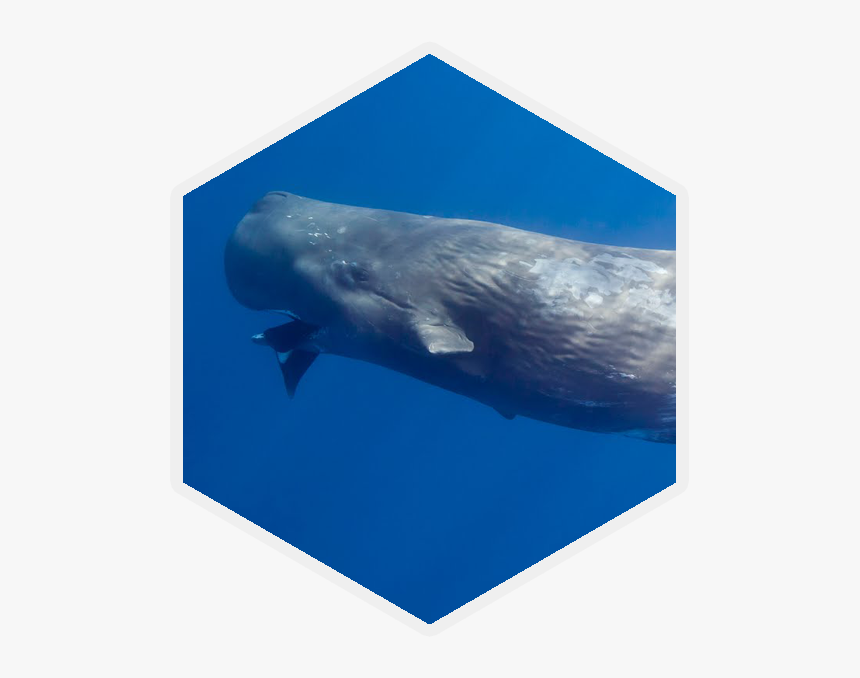 Cephalopod , Png Download - Sperm Whale, Transparent Png, Free Download
