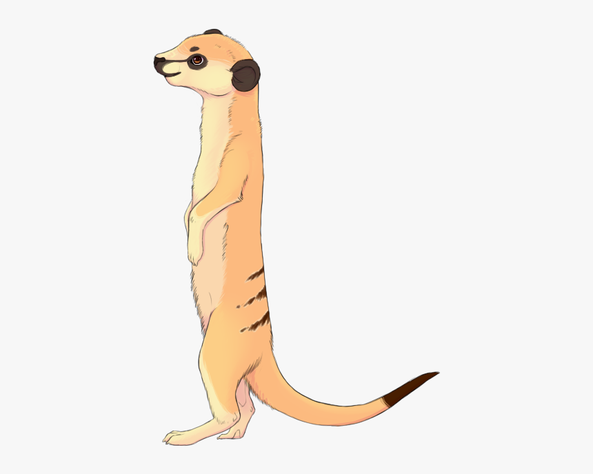 Meerkat, HD Png Download, Free Download