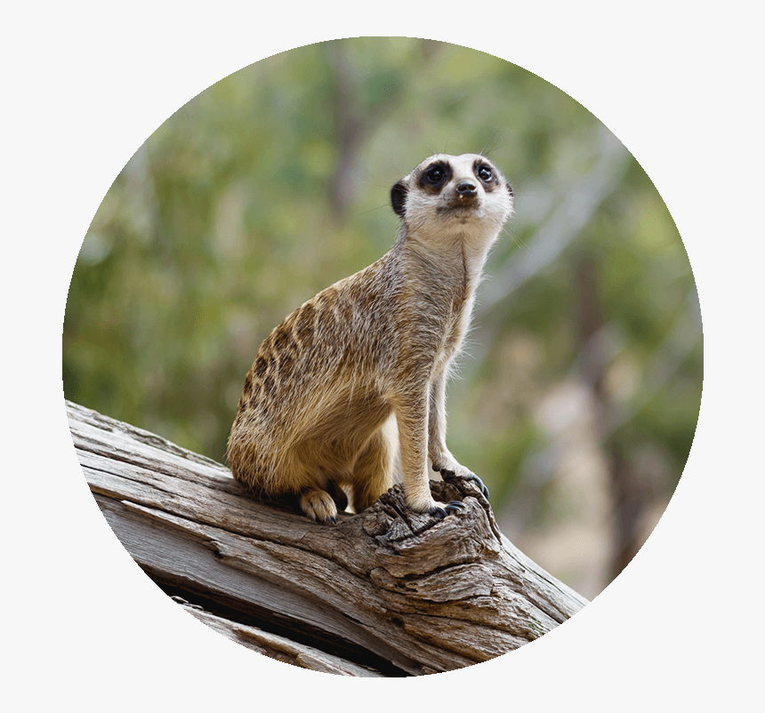 A Meerkat Sits Upon A Log - Meerkat, HD Png Download, Free Download