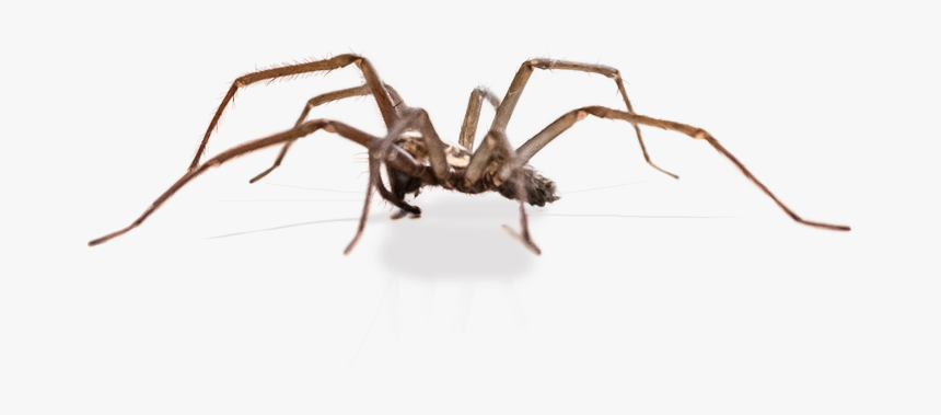 Tangle-web Spider, HD Png Download, Free Download