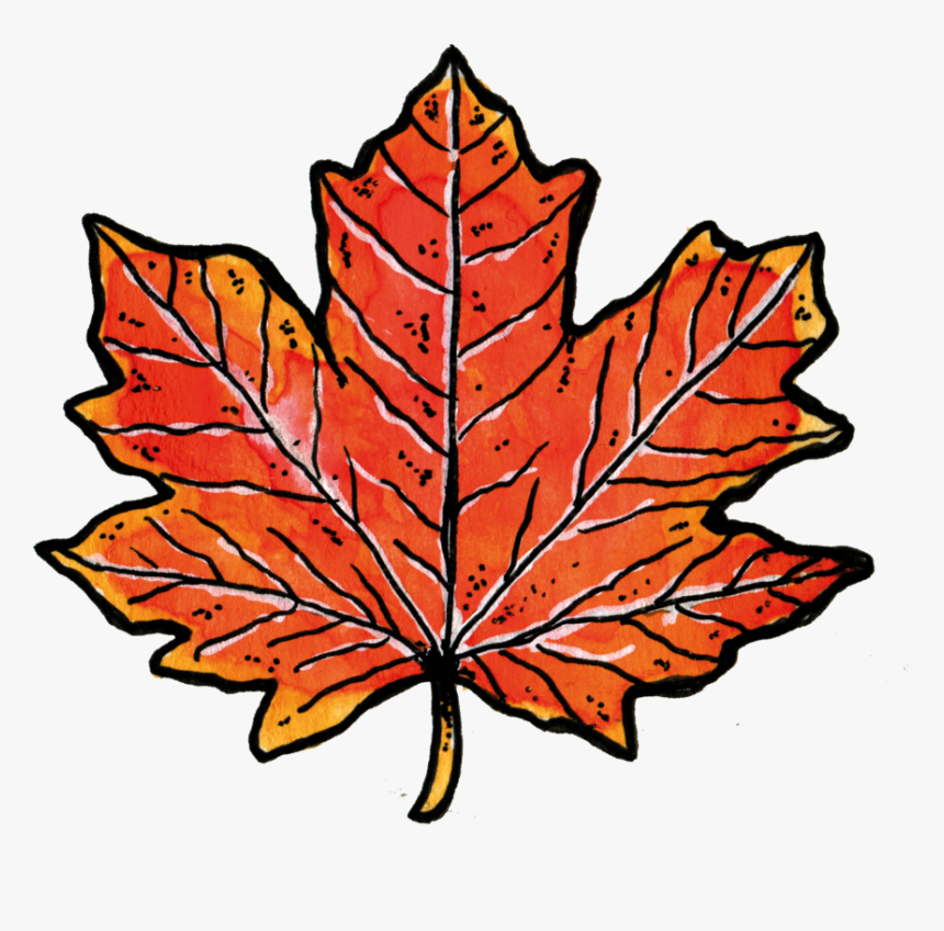 Maple - Maple Leaf, HD Png Download, Free Download