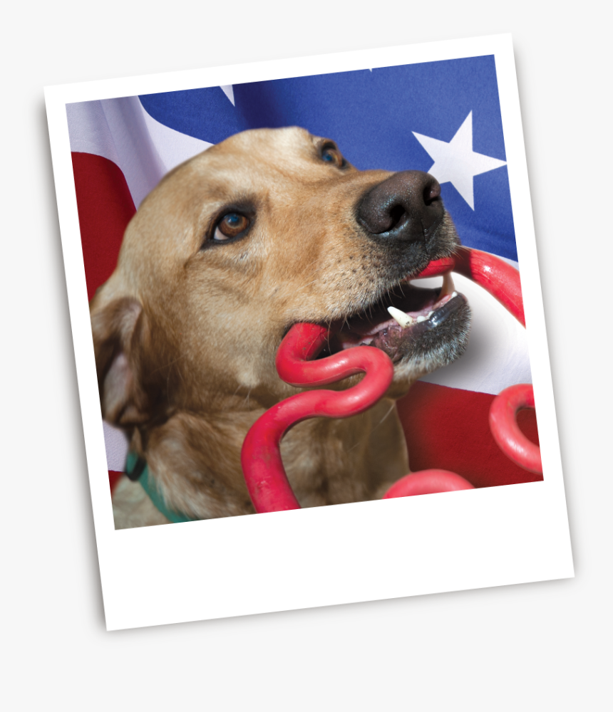 Dog Made In Usa, HD Png Download, Free Download