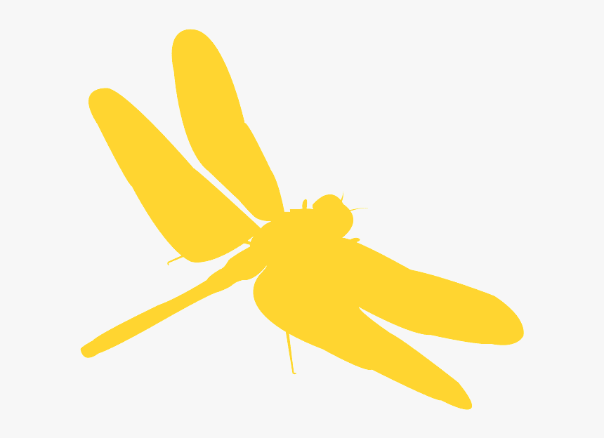 Net-winged Insects, HD Png Download, Free Download