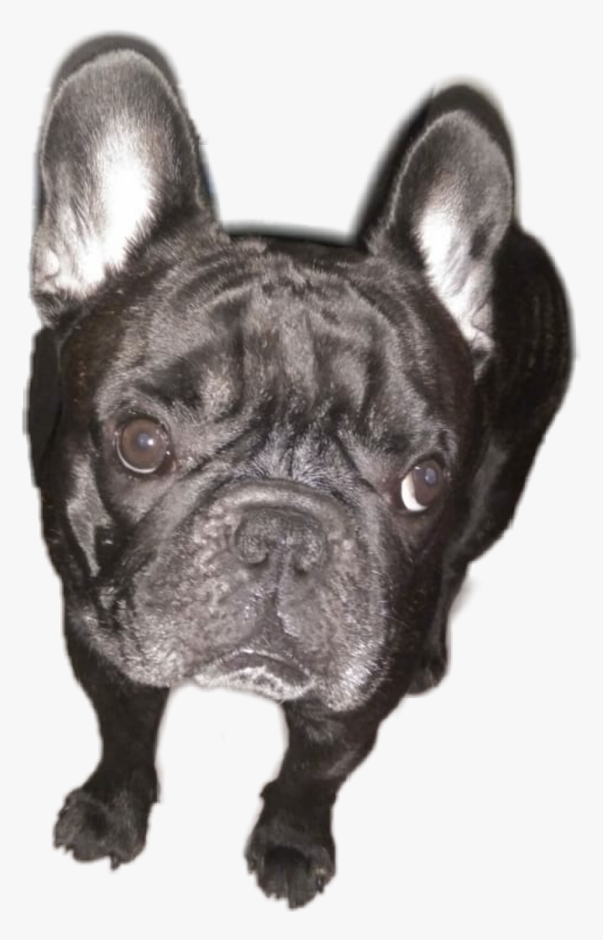 French Bulldog, HD Png Download, Free Download