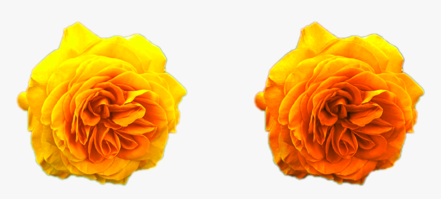 Yellow Roses Golden Png Png Nature Flowers Free Download - Portable Network Graphics, Transparent Png, Free Download