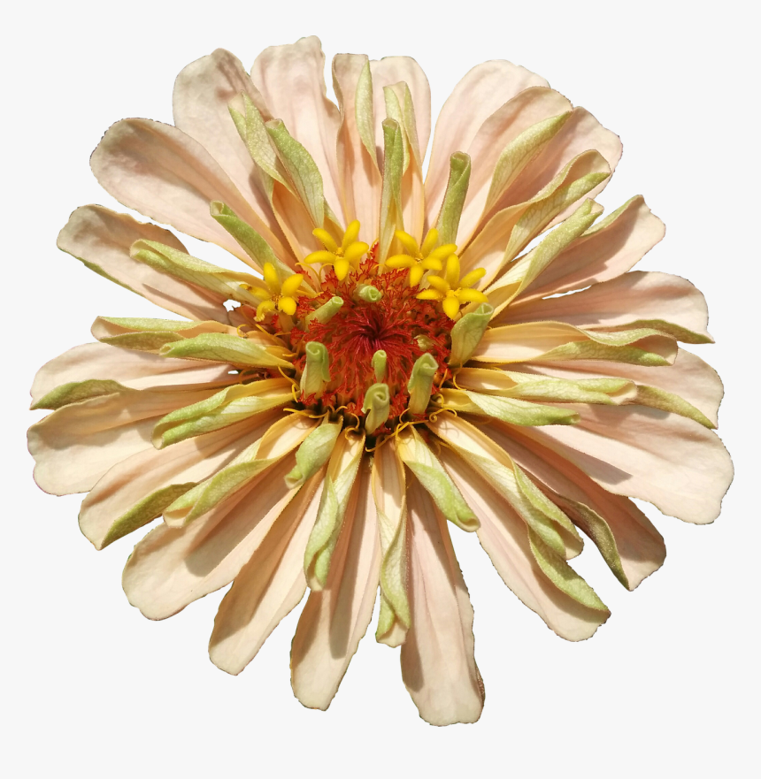 Chrysanthemum, HD Png Download, Free Download