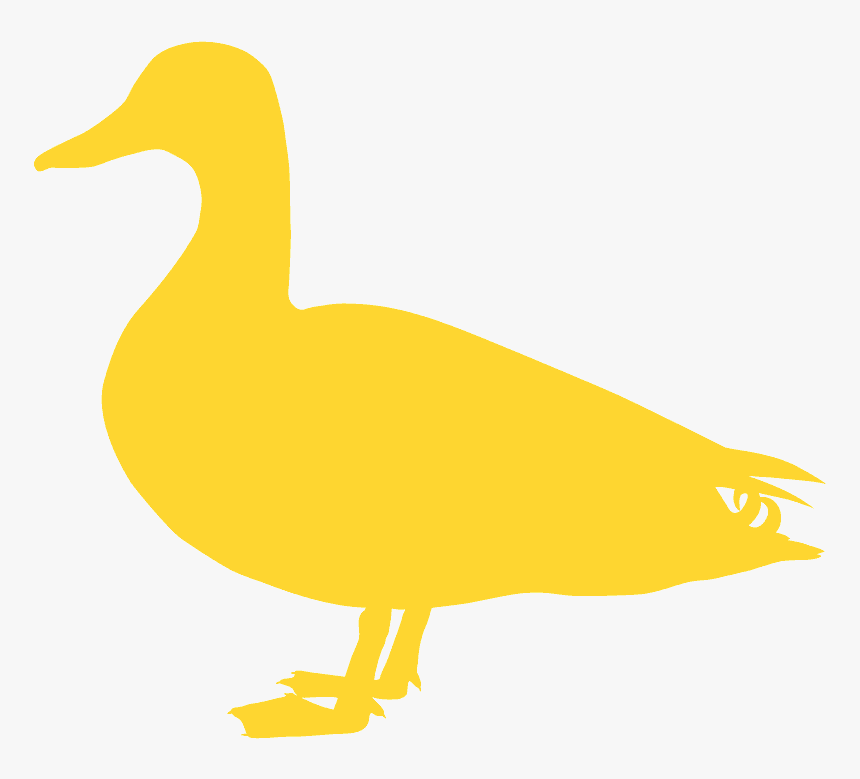 Duck, HD Png Download, Free Download