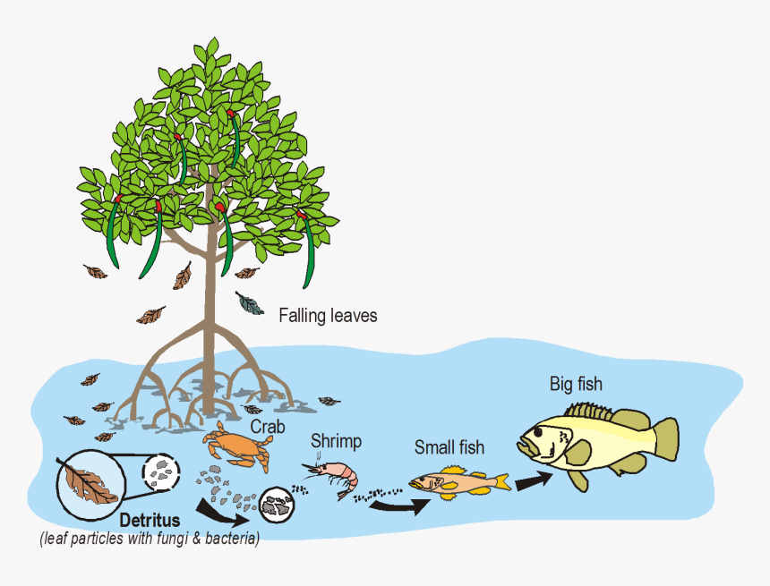 Nursery Of The Sea - Mangroves Importance, HD Png Download, Free Download